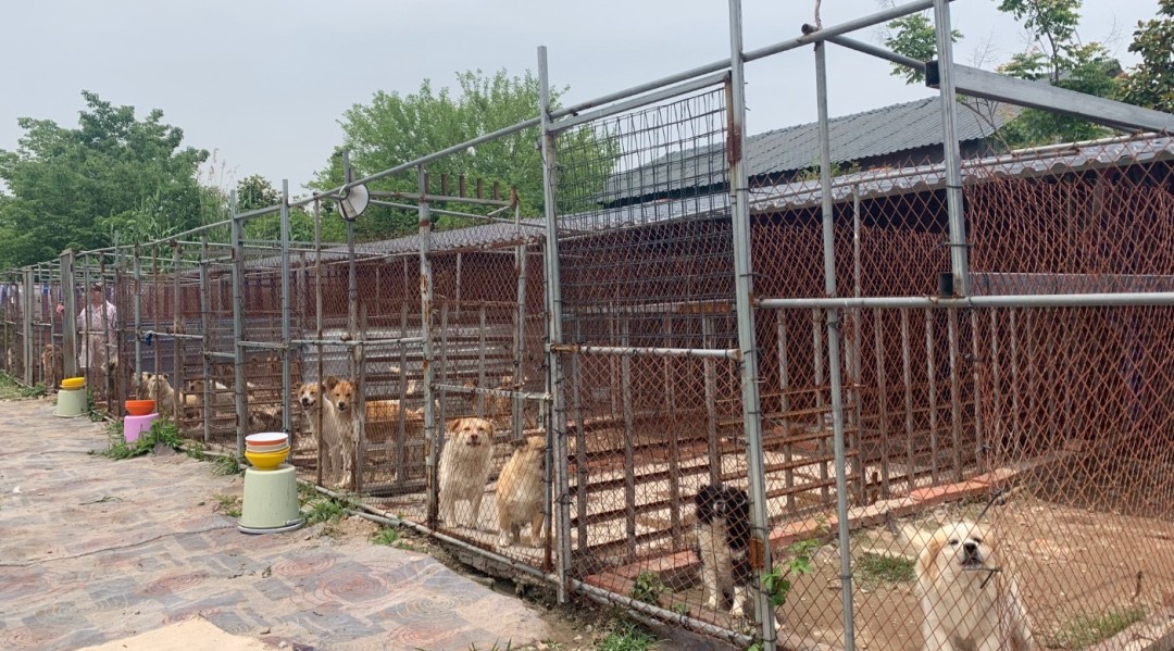 太难了！基地被恶意断水断电，几百只流浪狗无饭可吃，它们急需狗粮续命！