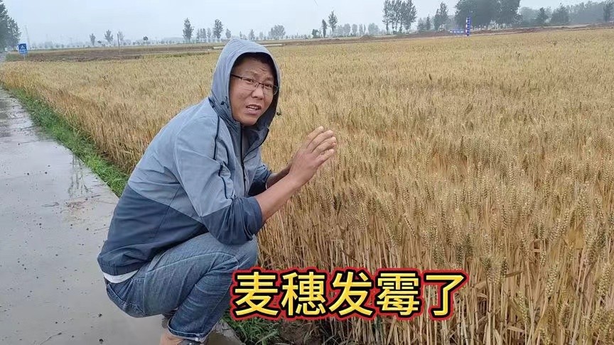 河南麦收：一场抛开事实不谈的狂欢 | 舆论手札